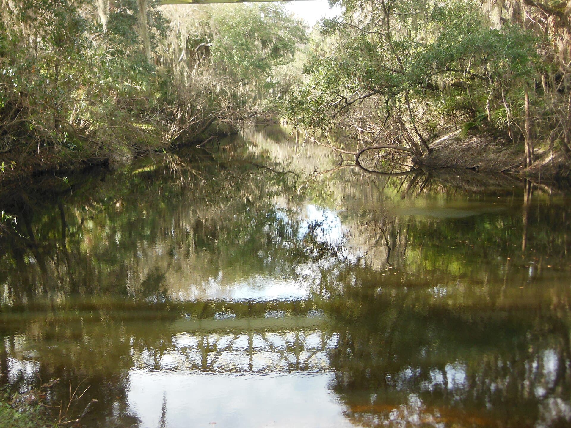 The dark, still Alafia River between wooded banks